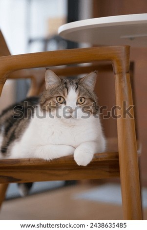 happy and relax concept with scottish cat play on table in the livingroom