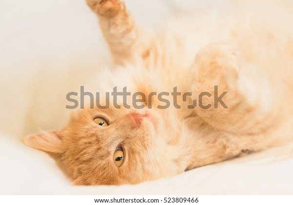 Happy and relaxed
domestic ginger car