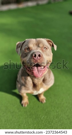 A happy, relaxed and friendly American XL bully dog