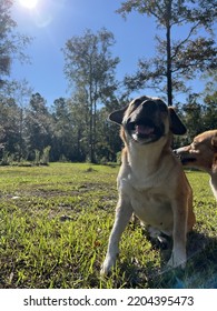 Happy Rescue Dog Enjoying The Outdoors.