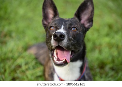 Happy Rescue Dog At Squirrel Ridge Park Dog Park In Gainesville, Florida. 