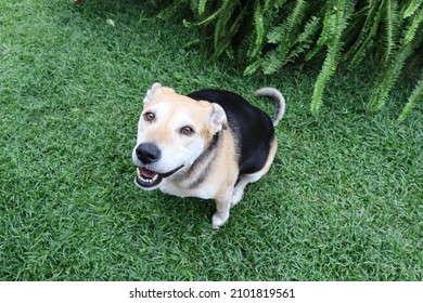 A Happy Rescue Dog Waiting For A Treat