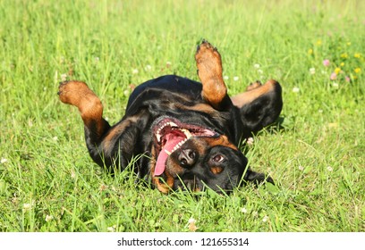 Happy Rottweiler dog resting on green grass. Outdoor shoot