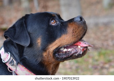 犬 ベロ の写真素材 画像 写真 Shutterstock 犬 ベロ の写真素材 画像 写真 Shutterstock