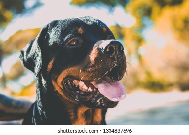 
Happy Rotweiller Head