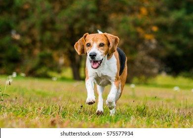 Happy Running Beagle