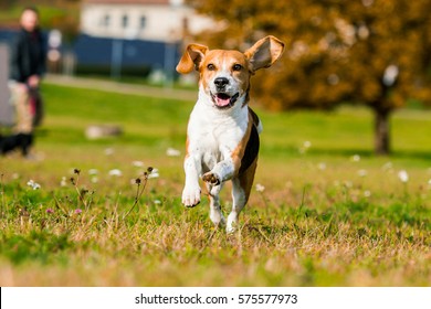 Happy Running Beagle