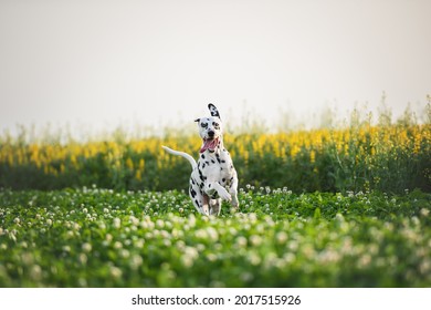 Happy Running Dalmation Dog Portrait