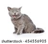 funny cat isolated