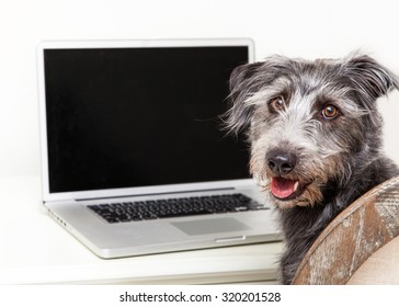 Happy scruffy terrier mixed breed dog sitting next to a laptop computer with a blank screen to enter your website image onto
