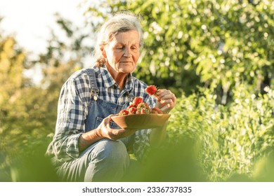 Happy senior caucasian woman picking up strawberries in the garden. Elderly lady farmer wearing jeans overalls with checkered shirt and collecting berry harvest among fresh green strawberry bushes - Powered by Shutterstock