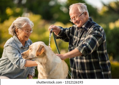 Happy Senior Couple Bathing Their Dog In Their Back Yard.