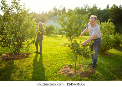 Happy Senior Couple Gardening In Apple Tree Orchard. Mature People Working In Their Garden.