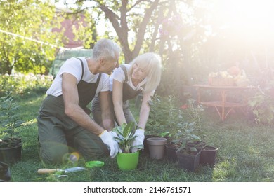 Happy Senior Couple Gardening And Talking, Transplanting Plants From Pots At Sunny Spring Day, Free Space. Family Enjoying Time At Home, Lifestyle Concept