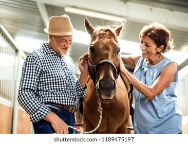 A Happy Senior Couple Petting A Horse In A Stable.