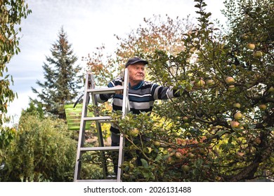 Happy Senior Farmer Picking Apple Fruit From Ladder In Garden. Harvesting Organic Apples In Autumn Season. Agricultural Activity And Homegrown Produce In Orchard