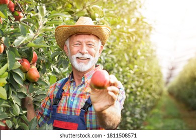 Happy Senior Farmer Proudly Showing Product His Orchard,  Organic Apple 