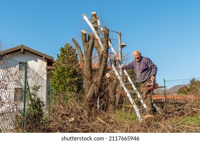 Happy Senior Man On The Ladder Is Cutting Tree With Chainsaw In The Garden.