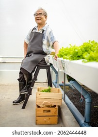 Happy Senior Man Sits Relaxed After Working In The Field Of Hydroponic Farm. Grandpa Gardener Enjoys Growing Organic Vegetable Salad In Greenhouse Garden. Old Aged Agribusiness People Lifestyle.