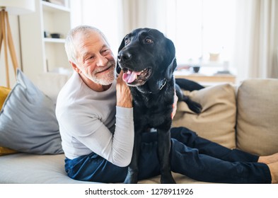 A Happy Senior Man Sitting On A Sofa Indoors With A Pet Dog At Home.