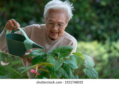 Happy Senior Woman Of 80 Years Taking Care Of Trees, Pouring Water On Green Plants