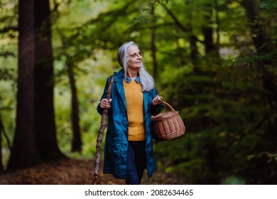 Happy senior woman with basket and stick on walk outdoors in forest in autumn.