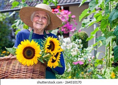 Happy Senior Woman with Brown Hat Carrying Baskets of Fresh Sunflowers at the Garden. Smiling at the Camera. - Powered by Shutterstock