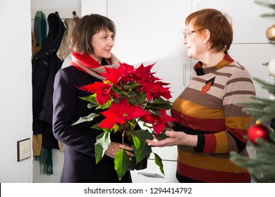 Happy Senior Woman Meeting At Home Her Adult Daughter Visiting Mother With Poinsettia Flower On New Year Eve

