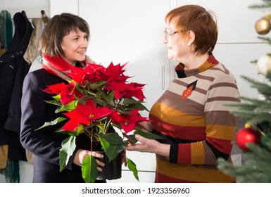 Happy Senior Woman Meeting At Home Her Adult Daughter Visiting Mother With Poinsettia Flower On New Year Eve..