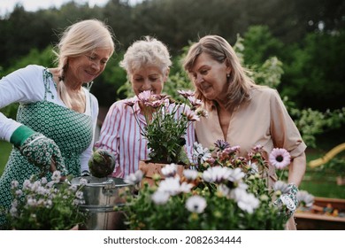 Happy Senior Women Friends Planting Flowers Together Outdoors, Community Garden Concept.