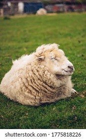 Happy Sheep In Farm Animal Sanctuary In UK