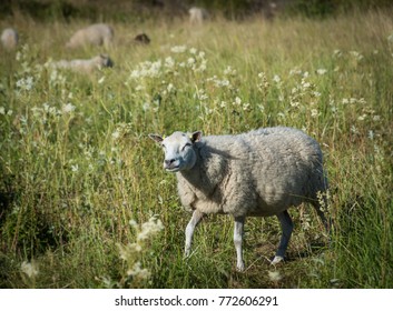 Happy Sheep Walking In The Grassland Of A Farm In The Aland Islands, Finland