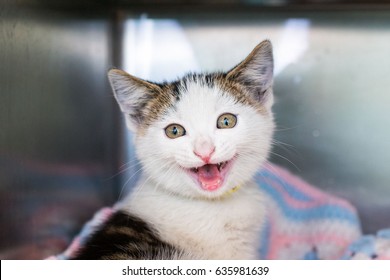 Happy Shelter Kitten