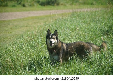 Happy Shepherd Dog In Tall Grass