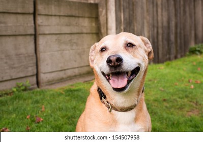 Shepherd Lab Mix High Res Stock Images Shutterstock