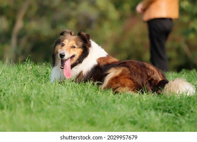 Happy Shetland Sheepdog Lying On Green Grass Filed And Looking Back With Its Blurry Owner Background, Friendly Dog In Sunny Hot Day.