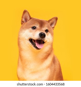 Happy Shiba Inu Dog On Yellow. Red-haired Japanese Dog Smile Portrait