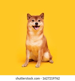犬 おすわり の画像 写真素材 ベクター画像 Shutterstock
