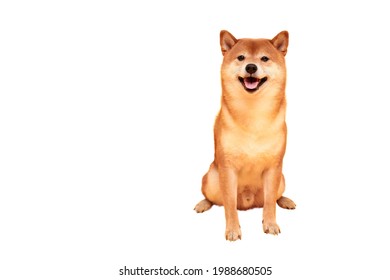 Happy Shiba Inu Dog On Yellow. Red-haired Japanese Dog