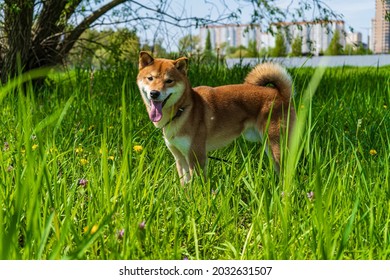 Happy Shiba Inu Dog. Red-haired Japanese Dog.