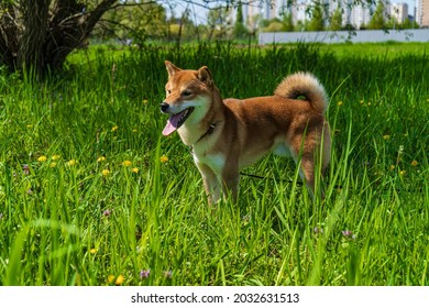 Happy Shiba Inu Dog. Red-haired Japanese Dog.