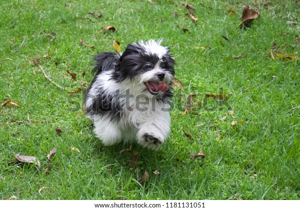 Happy Shih Tzu Puppy Running Stock Photo Edit Now 1181131051