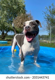 Happy Short Haired Dog Playing In Kiddie Pool