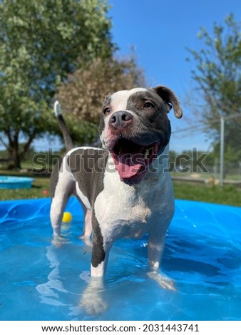 Happy short haired dog playing in kiddie pool