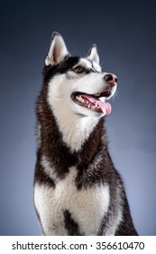 Happy Siberian Husky On Grey Background, Studio