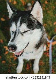 Happy Siberian Husky Sitting In Autumn Leaves