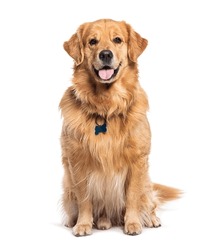 Happy Sitting And Panting Golden Retriever Dog Looking At Camera, Isolated On White