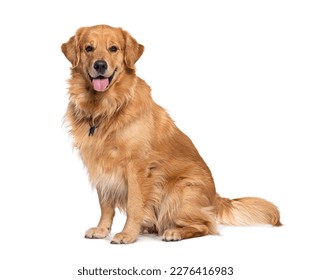 Happy sitting and panting Golden retriever dog looking at camera, Isolated on white - Shutterstock ID 2276416983