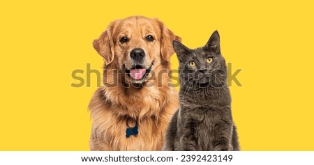Happy sitting and panting Golden retriever dog and blue Maine Coon cat looking at camera, Isolated on yellow