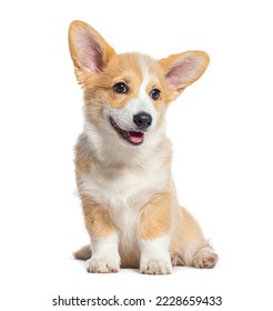 Happy sitting Puppy Welsh Corgi Pembroke, 14 Weeks old, isolated on white - Shutterstock ID 2228659433